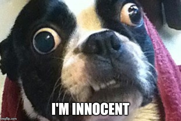 Eyes Wide Open Terrier | I'M INNOCENT | image tagged in eyes wide open terrier | made w/ Imgflip meme maker