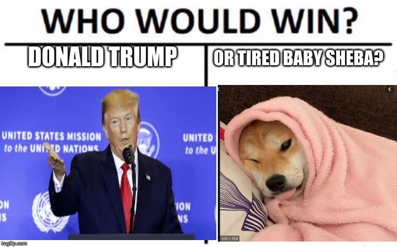 Baby Sheba VS. Donald Trump | DONALD TRUMP; OR TIRED BABY SHEBA? | image tagged in doge | made w/ Imgflip meme maker