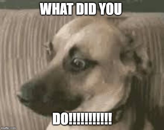 WHAT DID YOU; DO!!!!!!!!!!! | image tagged in funny dog memes | made w/ Imgflip meme maker