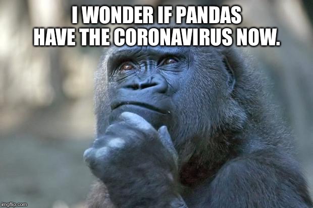 Amazing that no one is talking about pandas | I WONDER IF PANDAS HAVE THE CORONAVIRUS NOW. | image tagged in memes,gorilla,thoughts,panda,coronavirus,china | made w/ Imgflip meme maker