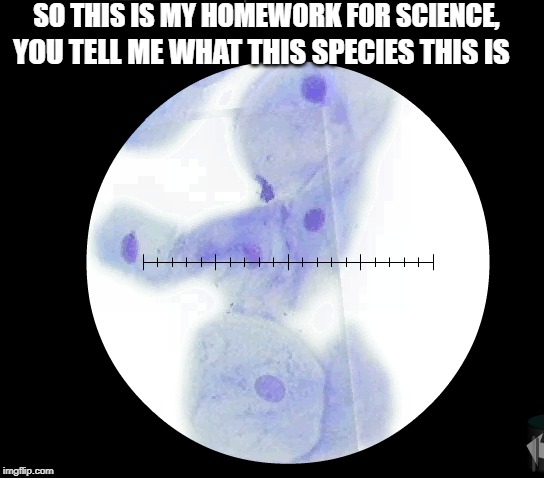 weird being | SO THIS IS MY HOMEWORK FOR SCIENCE, YOU TELL ME WHAT THIS SPECIES THIS IS | image tagged in weird,science | made w/ Imgflip meme maker