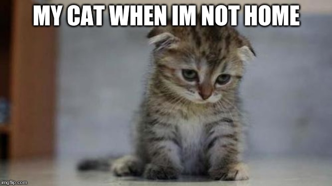 Sad kitten | MY CAT WHEN IM NOT HOME | image tagged in sad kitten | made w/ Imgflip meme maker