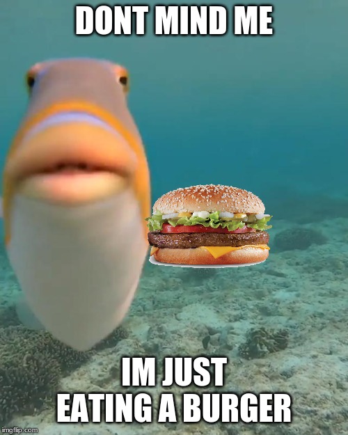 borger | DONT MIND ME; IM JUST EATING A BURGER | image tagged in staring fish,funny,weird,fish,burger,hamburger | made w/ Imgflip meme maker