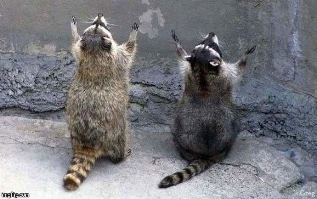 Raccoon Worshipping | image tagged in raccoon worshipping | made w/ Imgflip meme maker