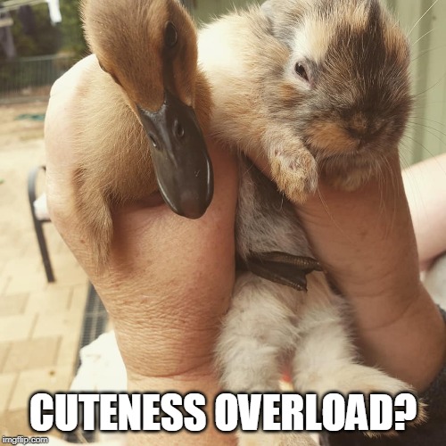 CUTENESS OVERLOAD? | image tagged in duckling,bunny | made w/ Imgflip meme maker