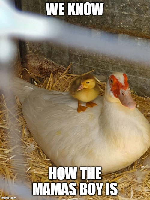 WE KNOW; HOW THE MAMAS BOY IS | image tagged in ducks,duckling | made w/ Imgflip meme maker