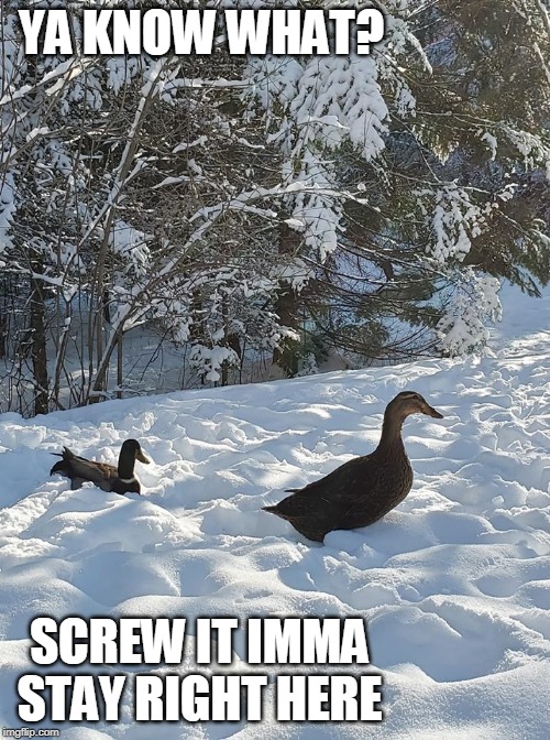 YA KNOW WHAT? SCREW IT IMMA STAY RIGHT HERE | image tagged in ducks,snow | made w/ Imgflip meme maker
