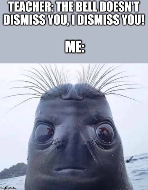 Seal Face | TEACHER: THE BELL DOESN'T DISMISS YOU, I DISMISS YOU! ME: | image tagged in seal face | made w/ Imgflip meme maker