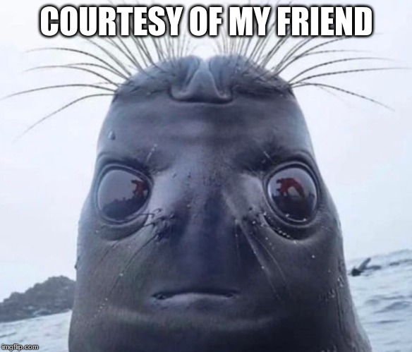 Seal Face | COURTESY OF MY FRIEND | image tagged in seal face | made w/ Imgflip meme maker