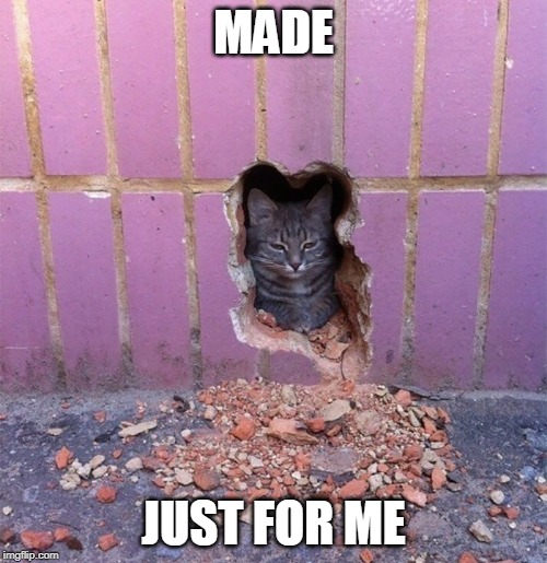 MADE; JUST FOR ME | image tagged in cats,funny cats | made w/ Imgflip meme maker