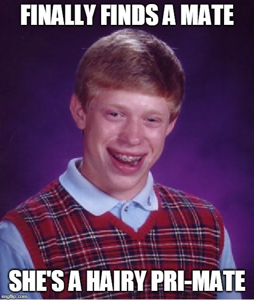 Monkey business. | FINALLY FINDS A MATE; SHE'S A HAIRY PRI-MATE | image tagged in memes,bad luck brian,animal,animals | made w/ Imgflip meme maker