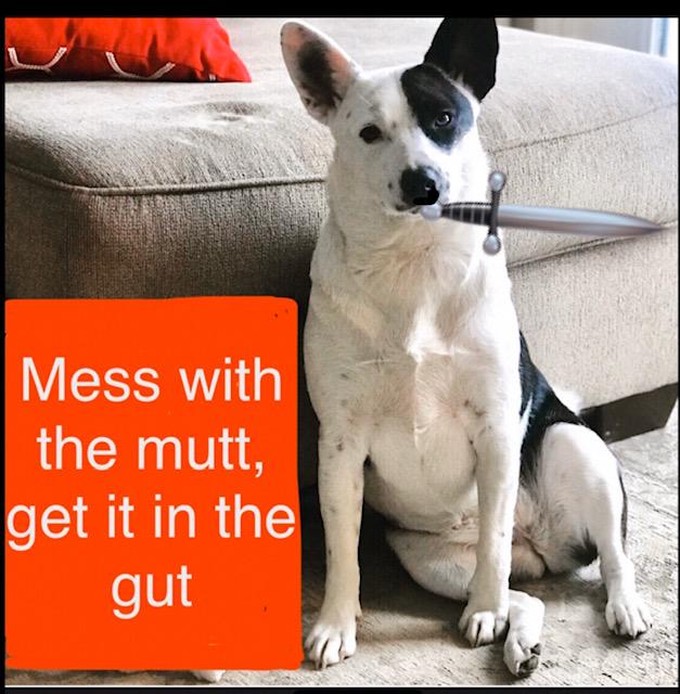 High Quality Mess with a mutt, get it in the gut Blank Meme Template