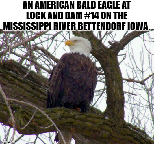 AN AMERICAN BALD EAGLE AT LOCK AND DAM #14 ON THE MISSISSIPPI RIVER BETTENDORF IOWA. | made w/ Imgflip meme maker