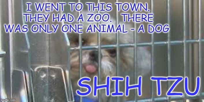 Shih Tzu | I WENT TO THIS TOWN. THEY HAD A ZOO.   THERE WAS ONLY ONE ANIMAL - A DOG; SHIH TZU | image tagged in shit zoo,zoo,shih tsu,puppies,dogs,bad zoo | made w/ Imgflip meme maker