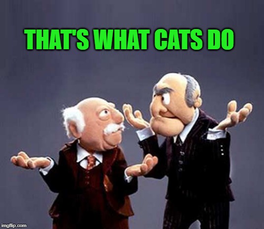statler and waldorf | THAT'S WHAT CATS DO | image tagged in statler and waldorf | made w/ Imgflip meme maker