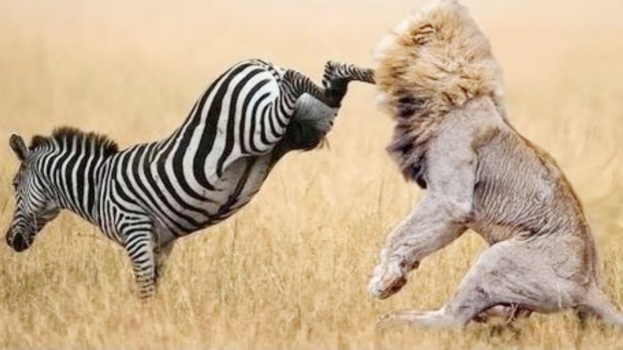 High Quality Zebra attacks lion Blank Meme Template