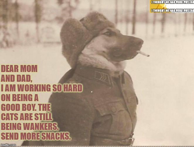 Dog Writes Letter Back Home | DEAR MOM AND DAD, 
I AM WORKING SO HARD ON BEING A GOOD BOY. THE CATS ARE STILL BEING WANKERS. SEND MORE SNACKS. | image tagged in dog,letter,soldier | made w/ Imgflip meme maker