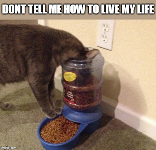 DONT TELL ME HOW TO LIVE MY LIFE | image tagged in memes,cats,funny cats,fail | made w/ Imgflip meme maker
