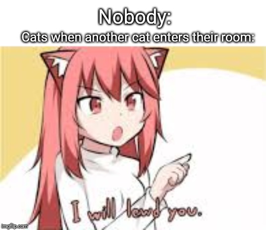 Cats | Nobody:; Cats when another cat enters their room: | image tagged in i will lewd you,domination,cats | made w/ Imgflip meme maker