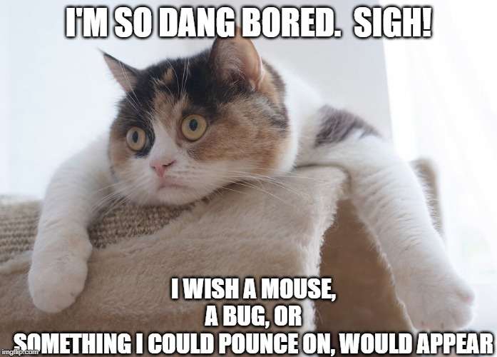 bored | I'M SO DANG BORED.  SIGH! I WISH A MOUSE, A BUG, OR SOMETHING I COULD POUNCE ON, WOULD APPEAR | image tagged in cat humor,bored cat | made w/ Imgflip meme maker