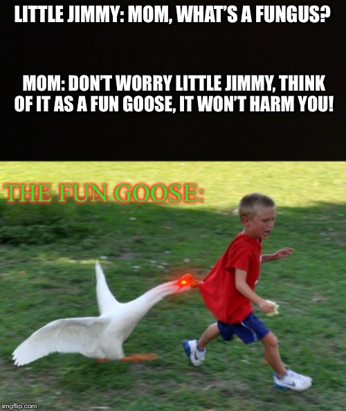 at this moment he knew, little jimmy messed up | LITTLE JIMMY: MOM, WHAT’S A FUNGUS? MOM: DON’T WORRY LITTLE JIMMY, THINK OF IT AS A FUN GOOSE, IT WON’T HARM YOU! THE FUN GOOSE: | image tagged in funny,funny memes,memes,goose,fungus,little jimmy | made w/ Imgflip meme maker