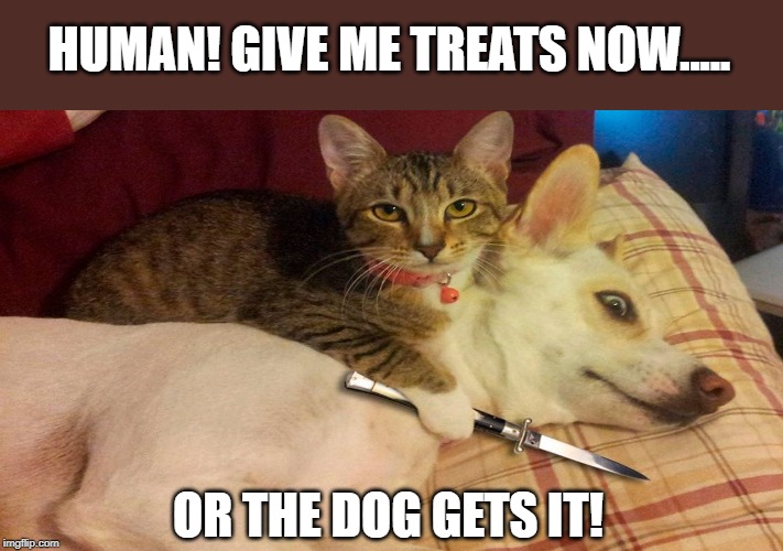 blackmail | HUMAN! GIVE ME TREATS NOW..... OR THE DOG GETS IT! | image tagged in cat humor,blackmail,coercion | made w/ Imgflip meme maker