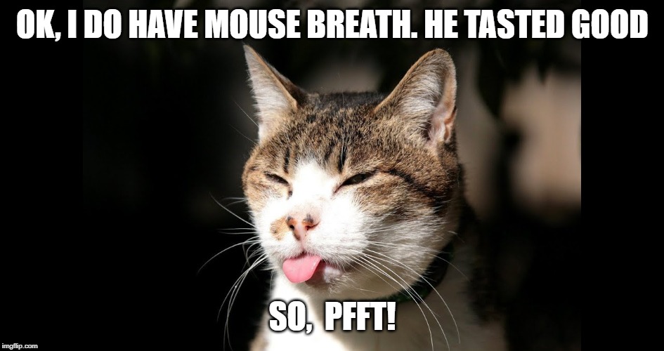 Pfft! | OK, I DO HAVE MOUSE BREATH. HE TASTED GOOD; SO,  PFFT! | image tagged in mose breath,cat humor | made w/ Imgflip meme maker