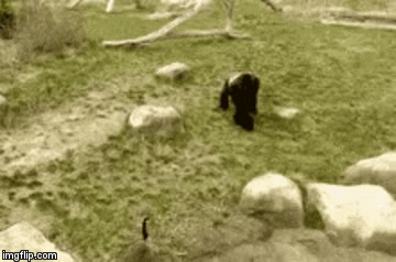 image tagged in gifs | made w/ Imgflip video-to-gif maker