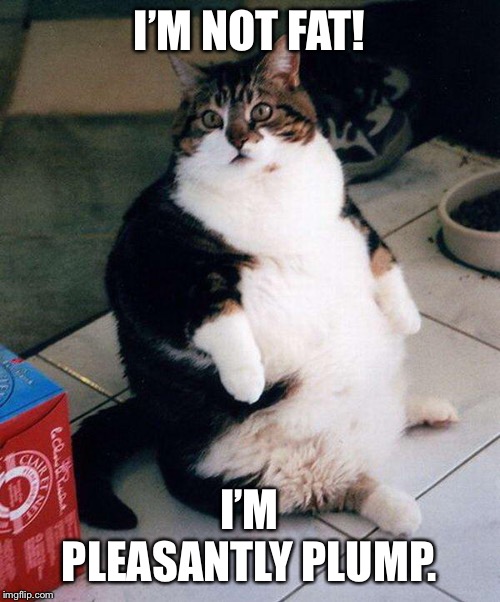 fat cat | I’M NOT FAT! I’M PLEASANTLY PLUMP. | image tagged in fat cat | made w/ Imgflip meme maker