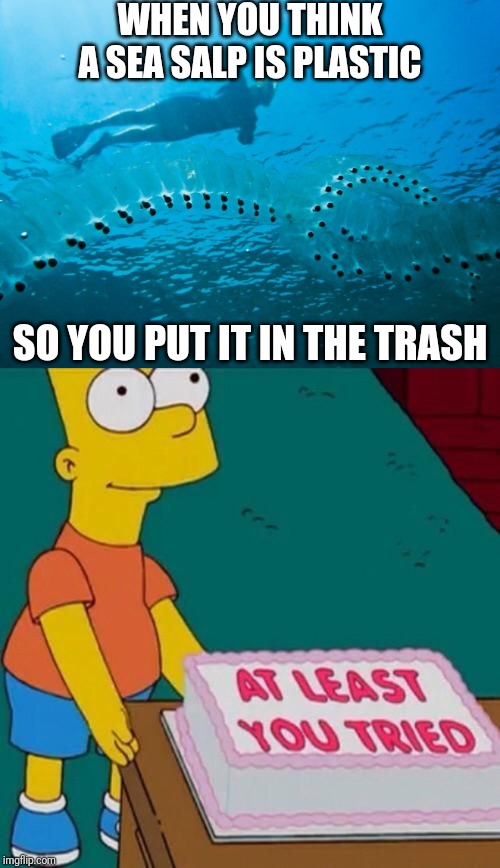Cleaning the ocean gone wrong | WHEN YOU THINK A SEA SALP IS PLASTIC; SO YOU PUT IT IN THE TRASH | image tagged in at least you tried,ocean | made w/ Imgflip meme maker
