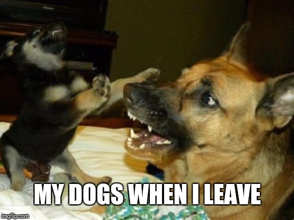 Dog dancing | MY DOGS WHEN I LEAVE | image tagged in dog dancing | made w/ Imgflip meme maker