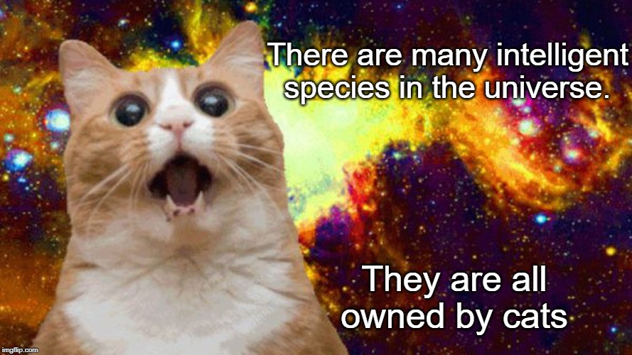 Intelligent species | There are many intelligent species in the universe. They are all owned by cats | image tagged in cats | made w/ Imgflip meme maker