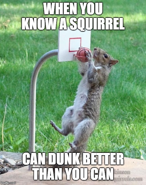 Squirrel basketball | WHEN YOU KNOW A SQUIRREL; CAN DUNK BETTER THAN YOU CAN | image tagged in squirrel basketball | made w/ Imgflip meme maker