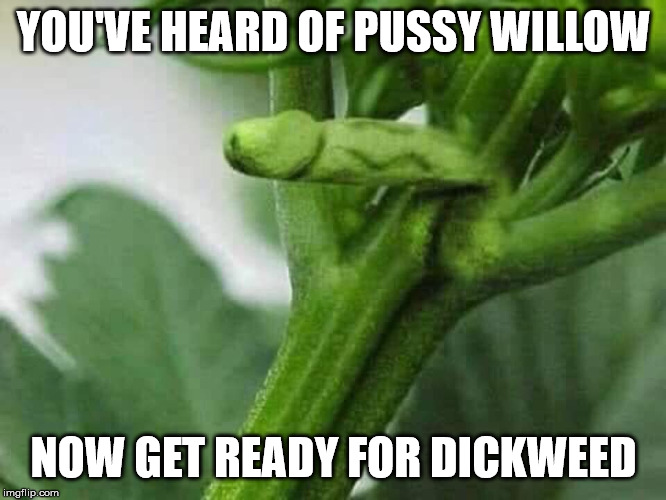 Dickweed YOU'VE HEARD OF PUSSY WILLOW; NOW GET READY FOR DICKWEED imag...