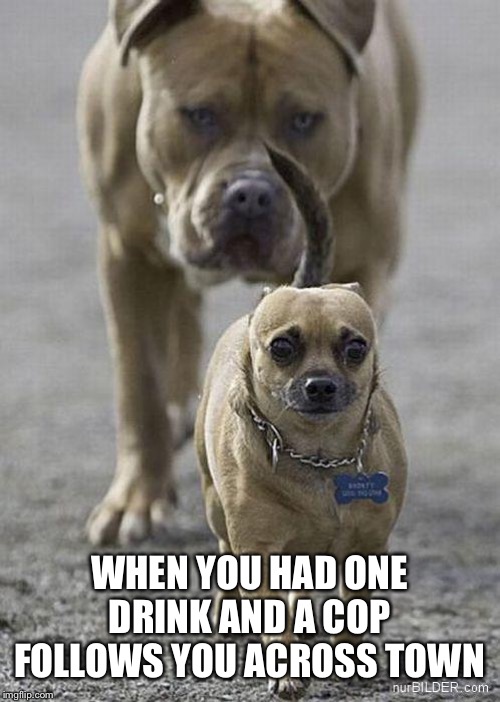 You know it’s happened to you | WHEN YOU HAD ONE DRINK AND A COP FOLLOWS YOU ACROSS TOWN | image tagged in big dog little dog,cop | made w/ Imgflip meme maker
