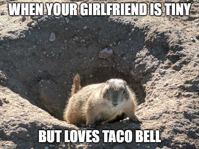 WHEN YOUR GIRLFRIEND IS TINY; BUT LOVES TACO BELL | image tagged in animals | made w/ Imgflip meme maker