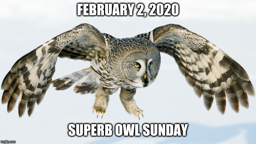 Superb Owl Sunday | FEBRUARY 2, 2020; SUPERB OWL SUNDAY | image tagged in superb owl sunday | made w/ Imgflip meme maker