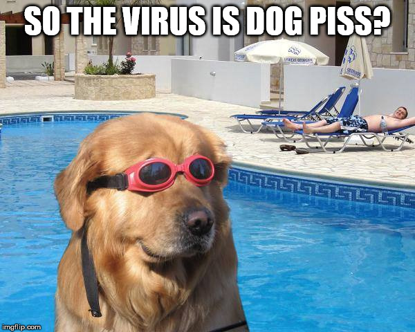 doggo | SO THE VIRUS IS DOG PISS? | image tagged in doggo | made w/ Imgflip meme maker