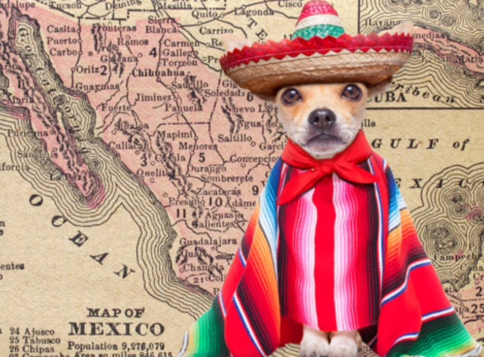 Chihuahua dug sumbrero Blank Meme Template