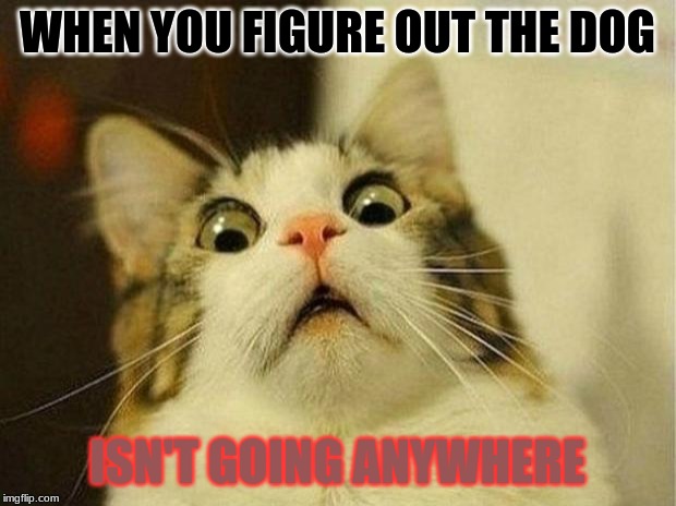 When a cat figures it out... | WHEN YOU FIGURE OUT THE DOG; ISN'T GOING ANYWHERE | image tagged in memes,scared cat | made w/ Imgflip meme maker