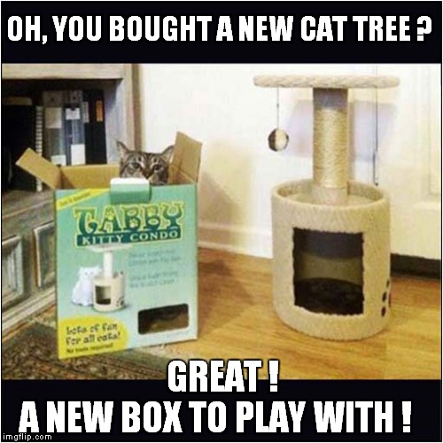 Unsurprising Cat Preference | OH, YOU BOUGHT A NEW CAT TREE ? GREAT !  A NEW BOX TO PLAY WITH ! | image tagged in cats,cat tree | made w/ Imgflip meme maker