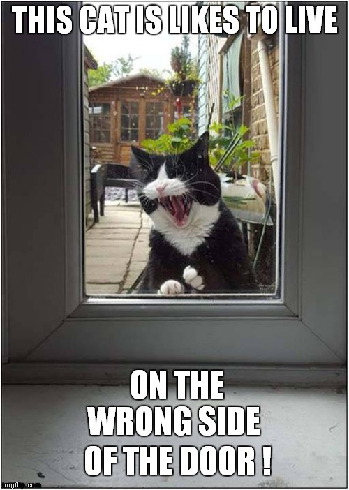 A Feline Felon Is Out There ! |  THIS CAT IS LIKES TO LIVE; ON THE WRONG SIDE; OF THE DOOR ! | image tagged in cats,bad puns | made w/ Imgflip meme maker