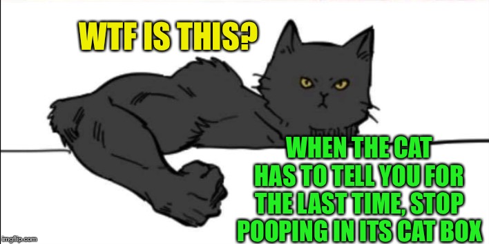 The cats not dealing with anymore crap | WTF IS THIS? WHEN THE CAT HAS TO TELL YOU FOR THE LAST TIME, STOP POOPING IN ITS CAT BOX | image tagged in buff cat | made w/ Imgflip meme maker