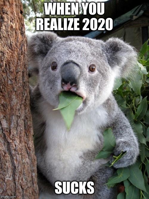 Surprised Koala | WHEN YOU REALIZE 2020; SUCKS | image tagged in memes,surprised koala | made w/ Imgflip meme maker