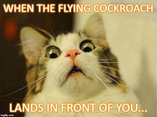 Scared Cat | WHEN THE FLYING COCKROACH; LANDS IN FRONT OF YOU... | image tagged in memes,scared cat | made w/ Imgflip meme maker