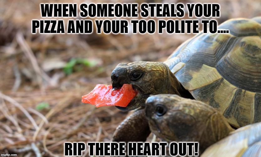 jealous tortoise | WHEN SOMEONE STEALS YOUR PIZZA AND YOUR TOO POLITE TO.... RIP THERE HEART OUT! | image tagged in jealous tortoise | made w/ Imgflip meme maker