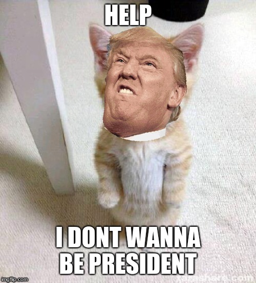 Cute Cat | HELP; I DONT WANNA BE PRESIDENT | image tagged in memes,cute cat | made w/ Imgflip meme maker