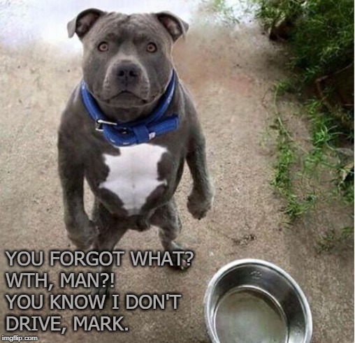 Hungry Dog | YOU FORGOT WHAT?
WTH, MAN?!
YOU KNOW I DON'T 
DRIVE, MARK. | image tagged in hungry dog | made w/ Imgflip meme maker