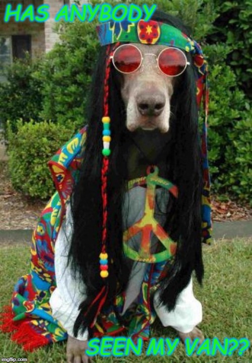 Hippie dog  | HAS ANYBODY; SEEN MY VAN?? | image tagged in hippie dog | made w/ Imgflip meme maker