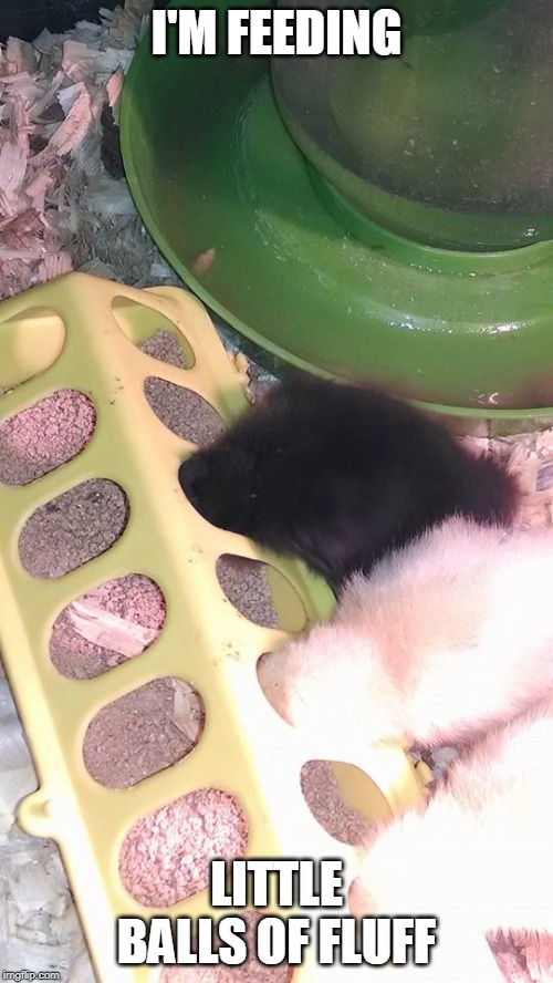 I'M FEEDING; LITTLE BALLS OF FLUFF | image tagged in ducks,duckling | made w/ Imgflip meme maker